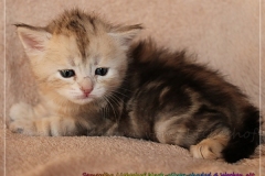 Samantha-Liebeshof-black-shaded-classic-tabby-4-Wochen-alt.-www.sibirische-katzen-hamburg.de_