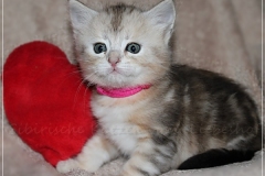 Samantha-Liebeshof-black-shaded-classic-tabby-5-Wochen-alt.-www.sibirische-katzen-hamburg.de-I