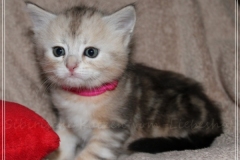 Samantha-Liebeshof-black-shaded-classic-tabby-5-Wochen-alt.-www.sibirische-katzen-hamburg.de-II