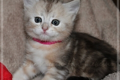 Samantha-Liebeshof-black-shaded-classic-tabby-5-Wochen-alt.-www.sibirische-katzen-hamburg.de-IV