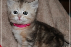 Samantha-Liebeshof-black-shaded-classic-tabby-5-Wochen-alt.-www.sibirische-katzen-hamburg.de-V