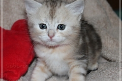 Samantha-Liebeshof-black-shaded-classic-tabby-5-Wochen-alt.-www.sibirische-katzen-hamburg.de-VII