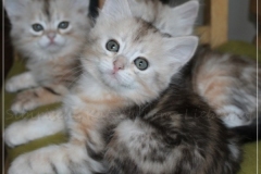 Samantha-Liebeshof-black-shaded-classic-tabby-7-Wochen-alt.-www.sibirische-katzen-hamburg.de-I