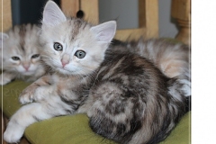 Samantha-Liebeshof-black-shaded-classic-tabby-7-Wochen-alt.-www.sibirische-katzen-hamburg.de_