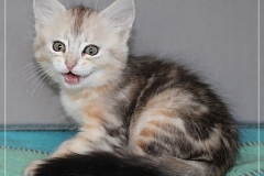 Samantha-Liebeshof-black-shaded-classic-tabby-8-Wochen-alt.-www.sibirische-katzen-hamburg.de-I