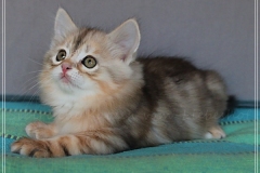 Samantha-Liebeshof-black-shaded-classic-tabby-8-Wochen-alt.-www.sibirische-katzen-hamburg.de_