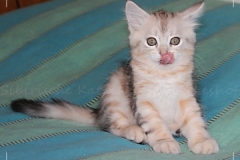 Samantha-Liebeshof-black-shaded-tabby-95-Wochen-alt.-www.sibirische-katzen-hamburg.de-I