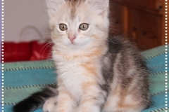 Samantha-Liebeshof-black-shaded-tabby-95-Wochen-alt.-www.sibirische-katzen-hamburg.de-IV