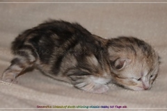 Samantha-Liebeshof-black-silver-golden-classic-tabby-10-Tage-alt.-www.sibirische-katzen-hamburg.de-I