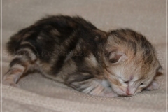 Samantha-Liebeshof-black-silver-golden-classic-tabby-10-Tage-alt.-www.sibirische-katzen-hamburg.de_