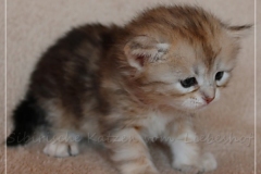 Shirley-Liebeshof-black-shinning-classic-tabby-3-Wochen-alt.-www.sibirische-katzen-hamburg.de-I