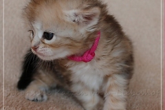 Shirley-Liebeshof-black-shinning-classic-tabby-3-Wochen-alt.-www.sibirische-katzen-hamburg.de-II