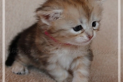 Shirley-Liebeshof-black-shinning-classic-tabby-3-Wochen-alt.-www.sibirische-katzen-hamburg.de-III