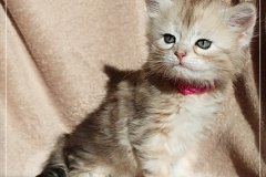 Shirley-Liebeshof-black-shinning-classic-tabby-5-Wochen-alt.-www.sibirische-katzen-hamburg.de-II