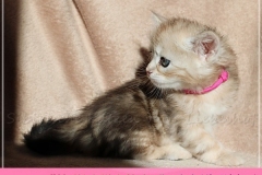 Shirley-Liebeshof-black-shinning-classic-tabby-5-Wochen-alt.-www.sibirische-katzen-hamburg.de-III