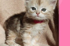 Shirley-Liebeshof-black-shinning-classic-tabby-5-Wochen-alt.-www.sibirische-katzen-hamburg.de_