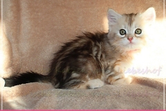 Shirley-Liebeshof-black-shinning-classic-tabby-6-Wochen-alt.-www.sibirische-katzen-hamburg.de-I