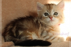 Shirley-Liebeshof-black-shinning-classic-tabby-6-Wochen-alt.-www.sibirische-katzen-hamburg.de-II
