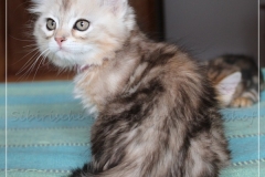 Shirley-Liebeshof-black-shinning-classic-tabby-8-Wochen-alt.-www.sibirische-katzen-hamburg.de-II