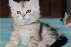 Shirley-Liebeshof-black-shinning-classic-tabby-8-Wochen-alt.-www.sibirische-katzen-hamburg.de_