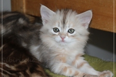 Tabitha-Liebeshof-Liebeshof-black-silver-golden-classic-tabby-7-Wochen-alt.-www.sibirische-katzen-hamburg.de-I