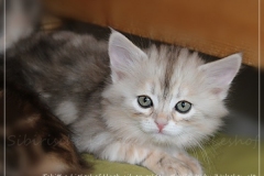 Tabitha-Liebeshof-Liebeshof-black-silver-golden-classic-tabby-7-Wochen-alt.-www.sibirische-katzen-hamburg.de_