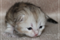 Tabitha-Liebeshof-Siberian-Kitten-in-Shining-black-silver-golden-classic-tabby-17-Tage-alt.-www.sibirische-katzen-hamburg.de-I