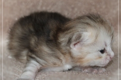 Tabitha-Liebeshof-Siberian-Kitten-in-Shining-black-silver-golden-classic-tabby-17-Tage-alt.-www.sibirische-katzen-hamburg.de-II