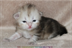 Tabitha-Liebeshof-Siberian-Kitten-in-Shining-black-silver-golden-classic-tabby-17-Tage-alt.-www.sibirische-katzen-hamburg.de-III