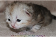 Tabitha-Liebeshof-Siberian-Kitten-in-Shining-black-silver-golden-classic-tabby-17-Tage-alt.-www.sibirische-katzen-hamburg.de_