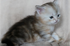 Tabitha-Liebeshof-Sibirische-Katzen-Kätzchen-Kitten-in-black-silver-golden-classic-tabby-4-Wochen-alt-www.sibirische-katzen-hamburg.de-I