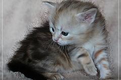 Tabitha-Liebeshof-Sibirische-Katzen-Kätzchen-Kitten-in-black-silver-golden-classic-tabby-4-Wochen-alt-www.sibirische-katzen-hamburg.de-II