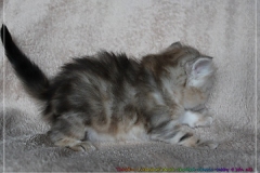 Tabitha-Liebeshof-Sibirische-Katzen-Kätzchen-Kitten-in-black-silver-golden-classic-tabby-4-Wochen-alt-www.sibirische-katzen-hamburg.de-IV