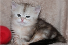Tabitha-Liebeshof-Sibirische-Katzen-vom-Liebeshof-Kätzchen-Kitten-in-black-silver-golden-classic-tabby-5-Wochen-alt-www.sibirische-katzen-hamburg.de-I