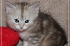 Tabitha-Liebeshof-Sibirische-Katzen-vom-Liebeshof-Kätzchen-Kitten-in-black-silver-golden-classic-tabby-5-Wochen-alt-www.sibirische-katzen-hamburg.de-II