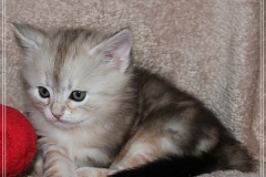 Tabitha-Liebeshof-Sibirische-Katzen-vom-Liebeshof-Kätzchen-Kitten-in-black-silver-golden-classic-tabby-5-Wochen-alt-www.sibirische-katzen-hamburg.de-III