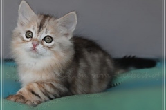 Tabitha-Liebeshof-Sibirische-Katzen-vom-Liebeshof-Kätzchen-Kitten-in-black-silver-golden-classic-tabby-8-Wochen-alt-www.sibirische-katzen-hamburg.de-Vi