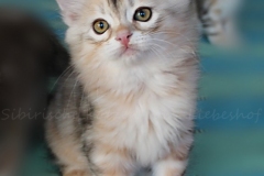 Tabitha-Liebeshof-black-silver-classic-tabby-95-Wochen-alt.-www.sibirische-katzen-hamburg.de-I
