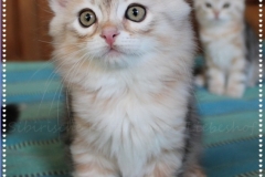 Tabitha-Liebeshof-black-silver-classic-tabby-95-Wochen-alt.-www.sibirische-katzen-hamburg.de-IV