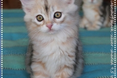 Tabitha-Liebeshof-black-silver-classic-tabby-95-Wochen-alt.-www.sibirische-katzen-hamburg.de-V