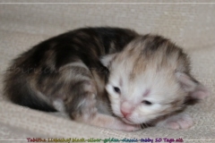 Tabitha-Liebeshof-black-silver-golden-classic-tabby-10-Tage-alt.-www.sibirische-katzen-hamburg.de-I
