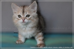 Tabitha-Liebeshof-black-silver-golden-classic-tabby-8-Wochen-alt-www.sibirische-katzen-hamburg.de-I