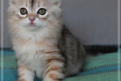 Tabitha-Liebeshof-black-silver-golden-classic-tabby-8-Wochen-alt-www.sibirische-katzen-hamburg.de-II