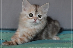 Tabitha-Liebeshof-black-silver-golden-classic-tabby-8-Wochen-alt-www.sibirische-katzen-hamburg.de-IV