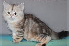 Tabitha-Liebeshof-black-silver-golden-classic-tabby-8-Wochen-alt-www.sibirische-katzen-hamburg.de_