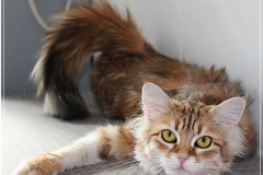 Mississippi-Liebeshof-Sibirische-Katze-in-black-golden-classic-tabby-1-Jahr-alt-rollig-www.sibirische-katzen-hamburg.de-22.07.20220