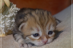 Mississippi-Liebeshof-black-golden-classic-tabby-2-Wochen-alt.-www.sibirische-katzen-hamburg.de-III