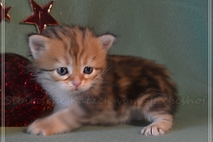 Mississippi-Liebeshof-black-golden-classic-tabby-3-Wochen-alt.-www.sibirische-katzen-hamburg.de-I