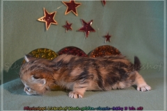 Mississippi-Liebeshof-black-golden-classic-tabby-3-Wochen-alt.-www.sibirische-katzen-hamburg.de_