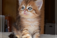 Mississippi-Liebeshof-black-golden-classic-tabby-6-Wochen-alt.-www.sibirische-katzen-hamburg.de-III